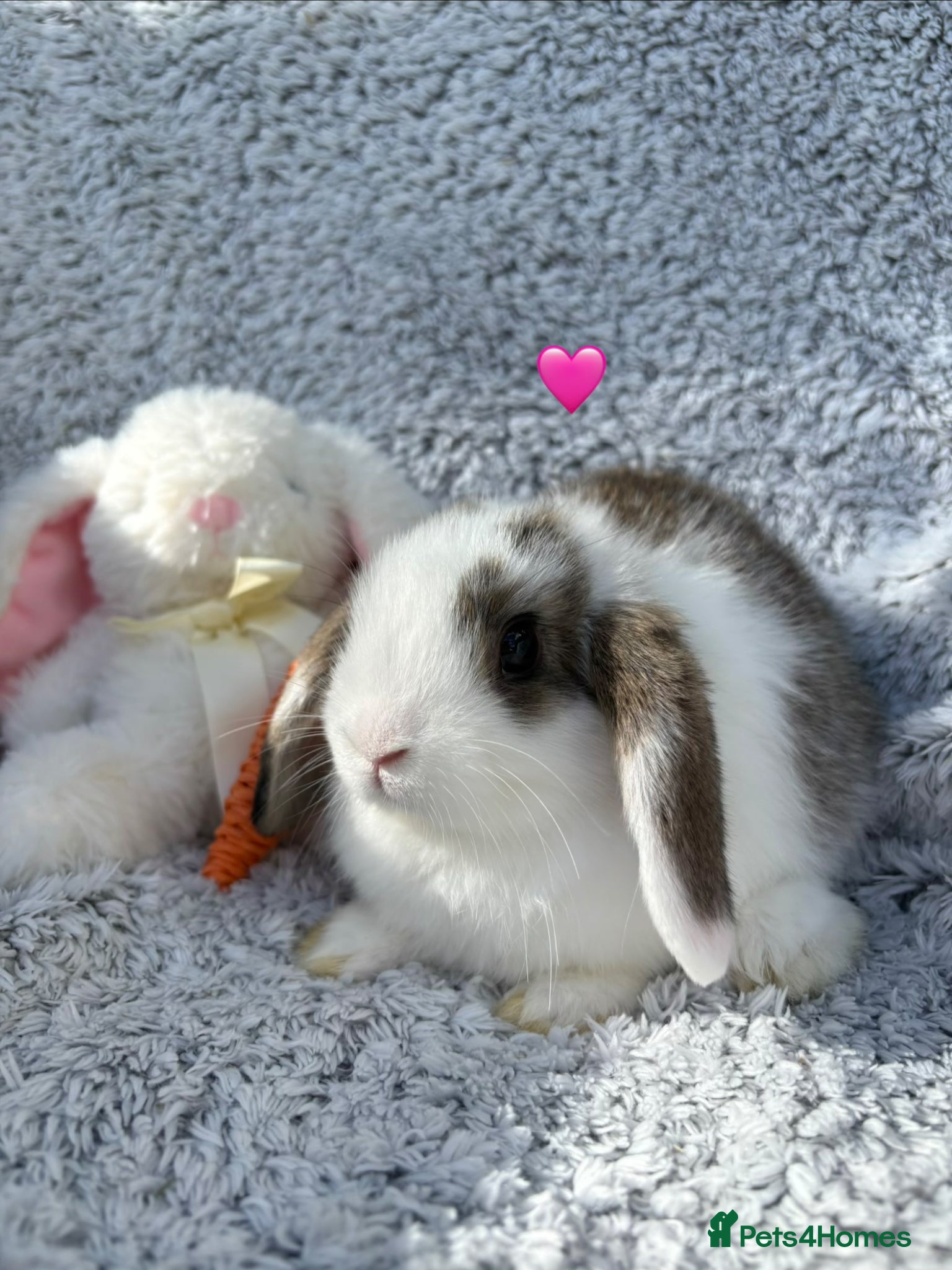 Mini Lop rabbits for sale: Available now! - Advert 5