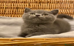 British Shorthair cats for sale: 🧸EXCEPTIONAL QUALITY PURE BREED BSH TEDDY BEARS🧸 - Advert 3