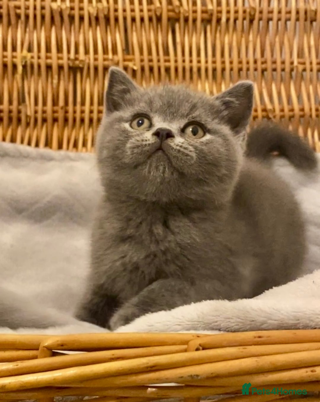British Shorthair cats for sale: 🧸EXCEPTIONAL QUALITY PURE BREED BSH TEDDY BEARS🧸 - Advert 3