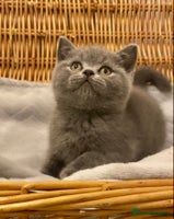 British Shorthair cats 🧸EXCEPTIONAL QUALITY PURE BREED BSH TEDDY BEARS🧸 - Advert 12