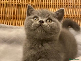 British Shorthair cats 🧸EXCEPTIONAL QUALITY PURE BREED BSH TEDDY BEARS🧸 - Advert 8