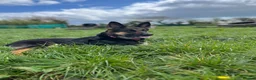 German Shepherd dogs for sale: Female German shepherd  - Advert 4