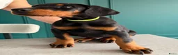 Dobermann dogs for sale: 2 LEFT,READY NOW,BEAUTIFUL DOBERMAN PUPPIES - Advert 3