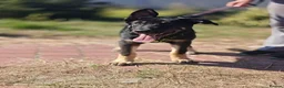 Mixed Breed dogs for adoption: 💙🐶 TOBIK – THE BEST PUPPY I EVER MET - Advert 25