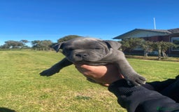 Staffordshire Bull Terrier dogs for sale: Great purebred Staffys for pet loving homes - Image 3