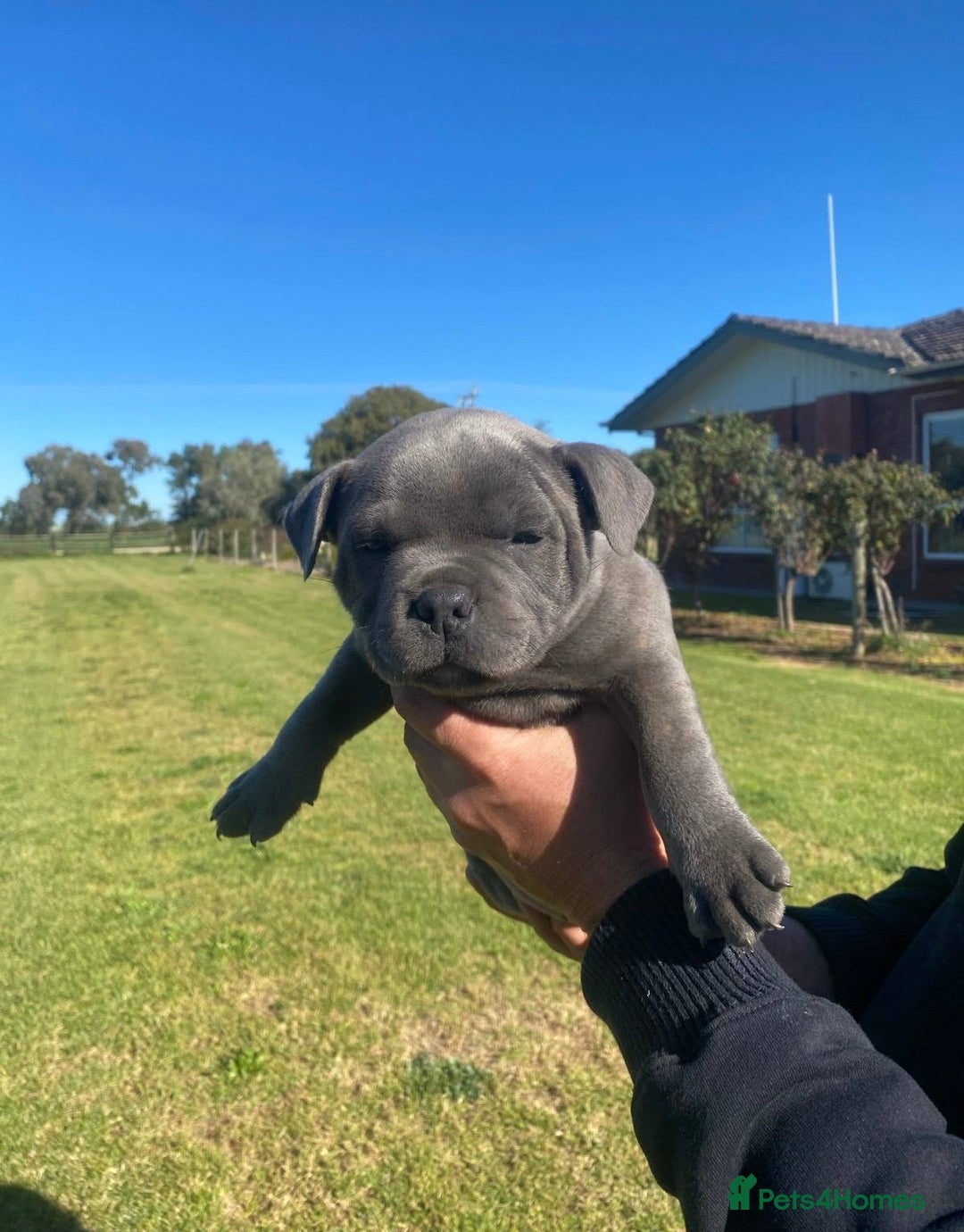Staffordshire Bull Terrier dogs for sale: Great purebred Staffys for pet loving homes - Image 3