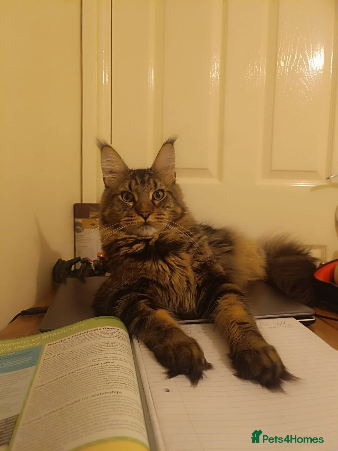 Maine Coon cats for sale: 2 mainne coon kittens - Advert 5