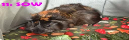 Guinea Pig rodents for sale: Various Guinea Pigs - Ready Now - Advert 21