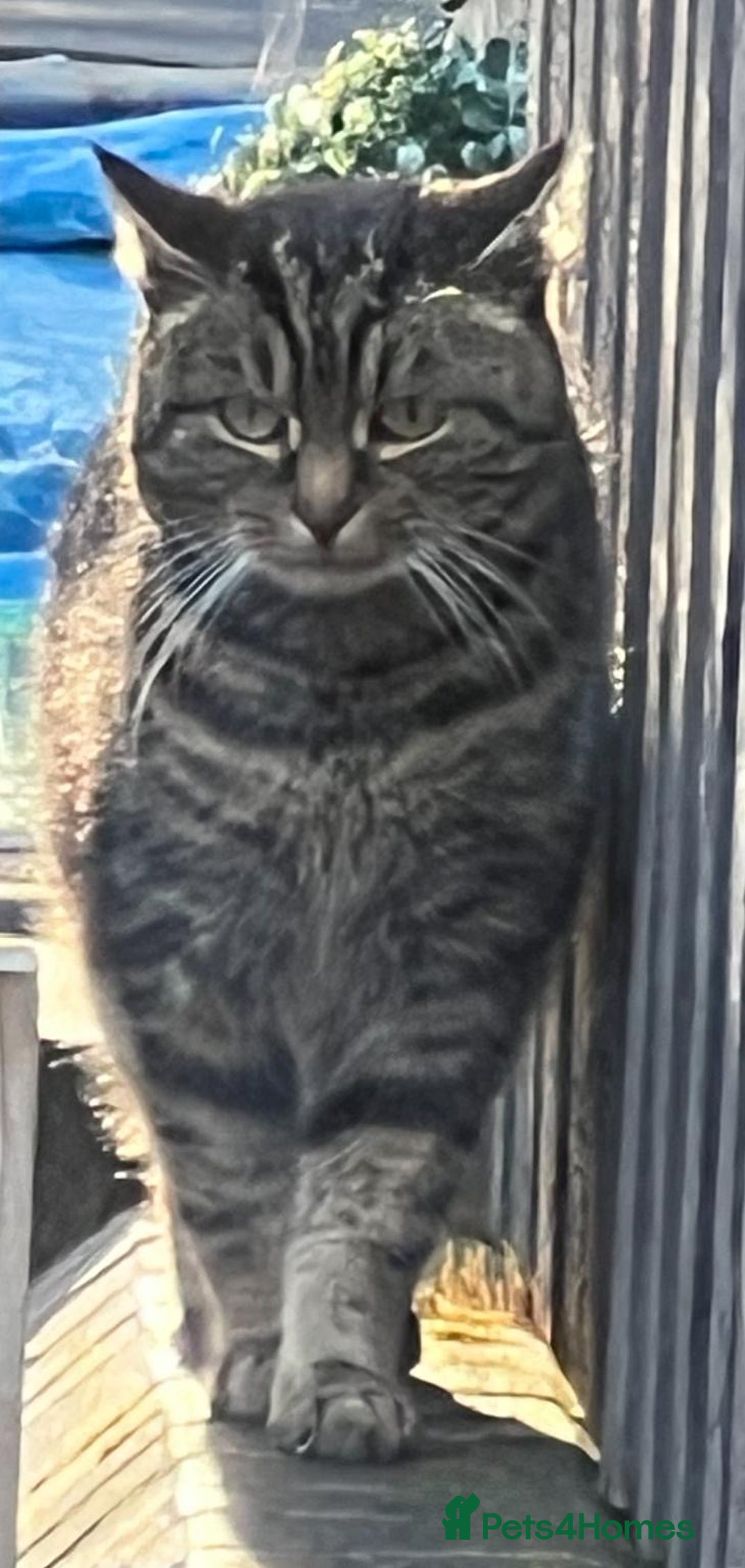 Mixed Breed cats for sale: British shorthair X British shorthair x Tabby - Image 35
