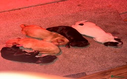Cocker Spaniel dogs for sale: KC FTCH working cocker spaniel puppy’s  - Image 15
