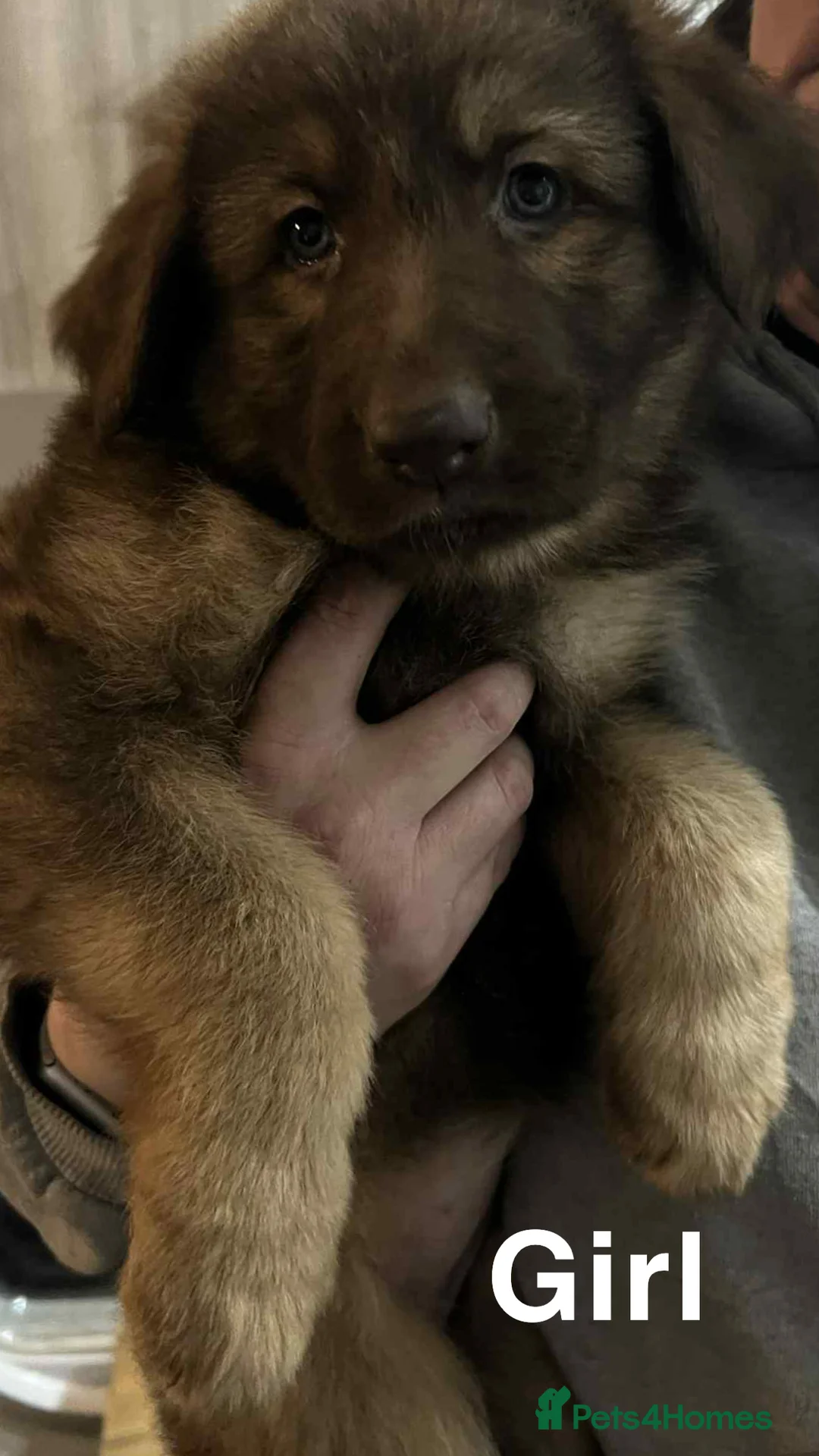 German Shepherd dogs for sale: Beautiful liver and tan German Sheperd - Advert 11