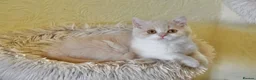 British Shorthair cats for sale: Beautiful British Shorthair boy  - Advert 10