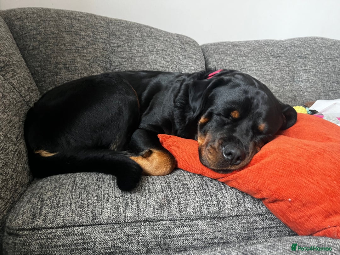 Rottweiler dogs for sale: 🐾🐶PUREBRED ROTTWEILER PUPPIES–DEPOSITS OPEN 🐶🐾 - Advert 9