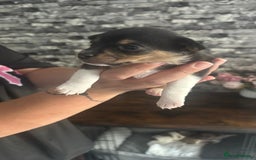 Jack Russell dogs for sale: Jack russell puppies - Image 2