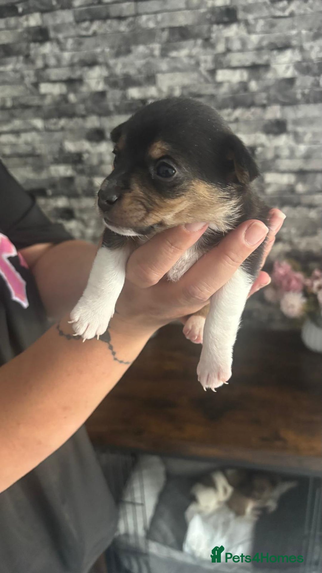 Jack Russell dogs for sale: Jack russell puppies - Image 2