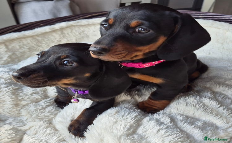 Miniature Dachshund dogs - Advert 14