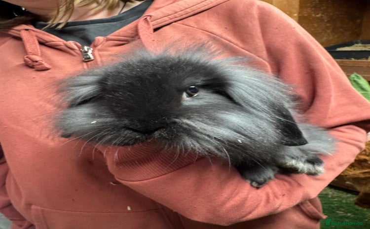 Dwarf Lop rabbits - Advert 2