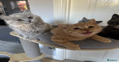 British Shorthair cats - Advert 16