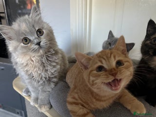 British Shorthair cats - Advert 6