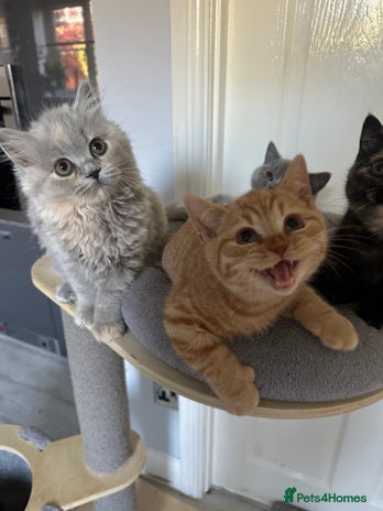 British Shorthair cats - Advert 4