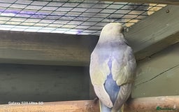 Budgerigars birds for sale: RAINBOW BUDGIES - Image 5