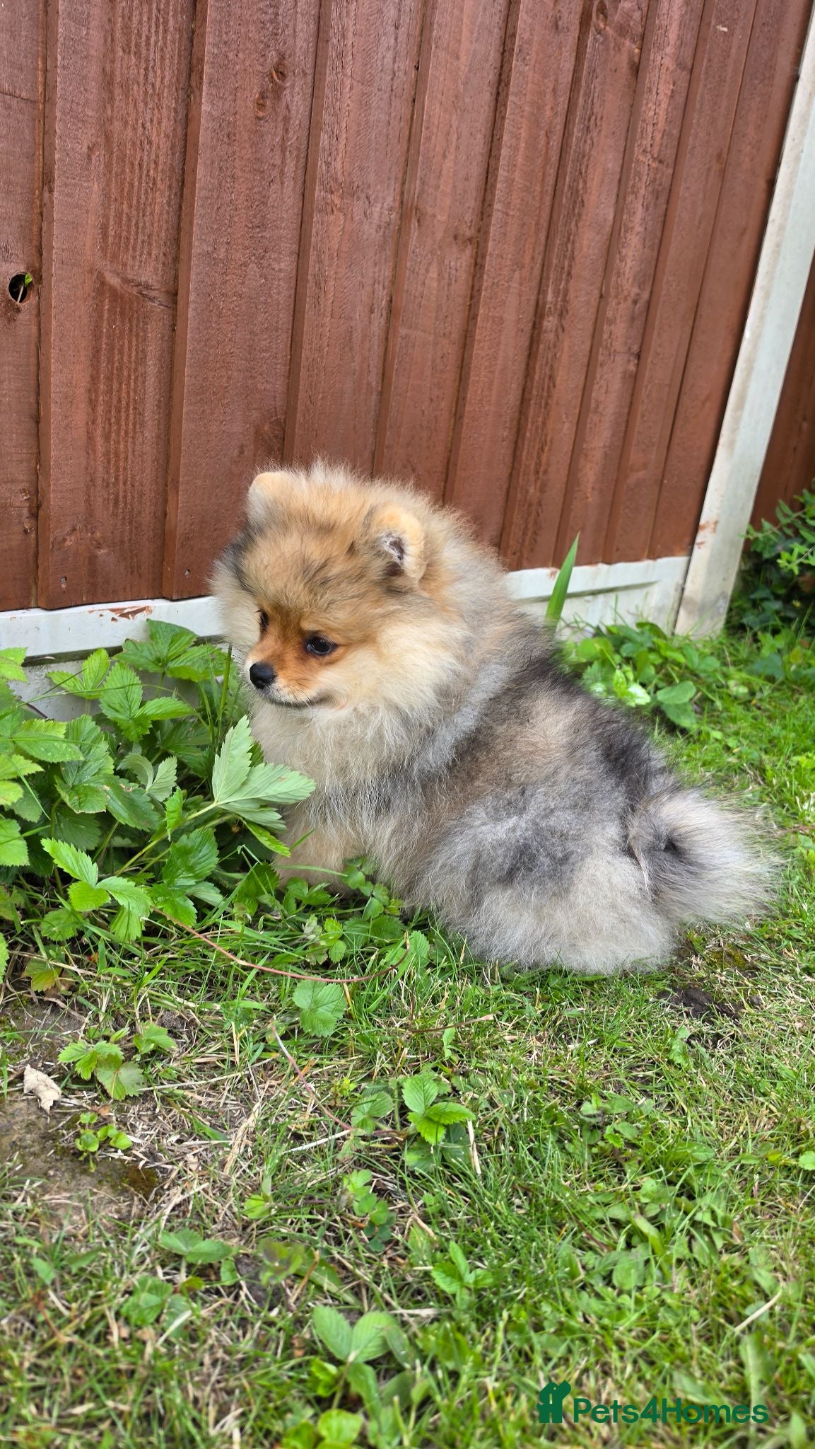 Pomeranian dogs Pomeranian puppies rare colour - Advert 1