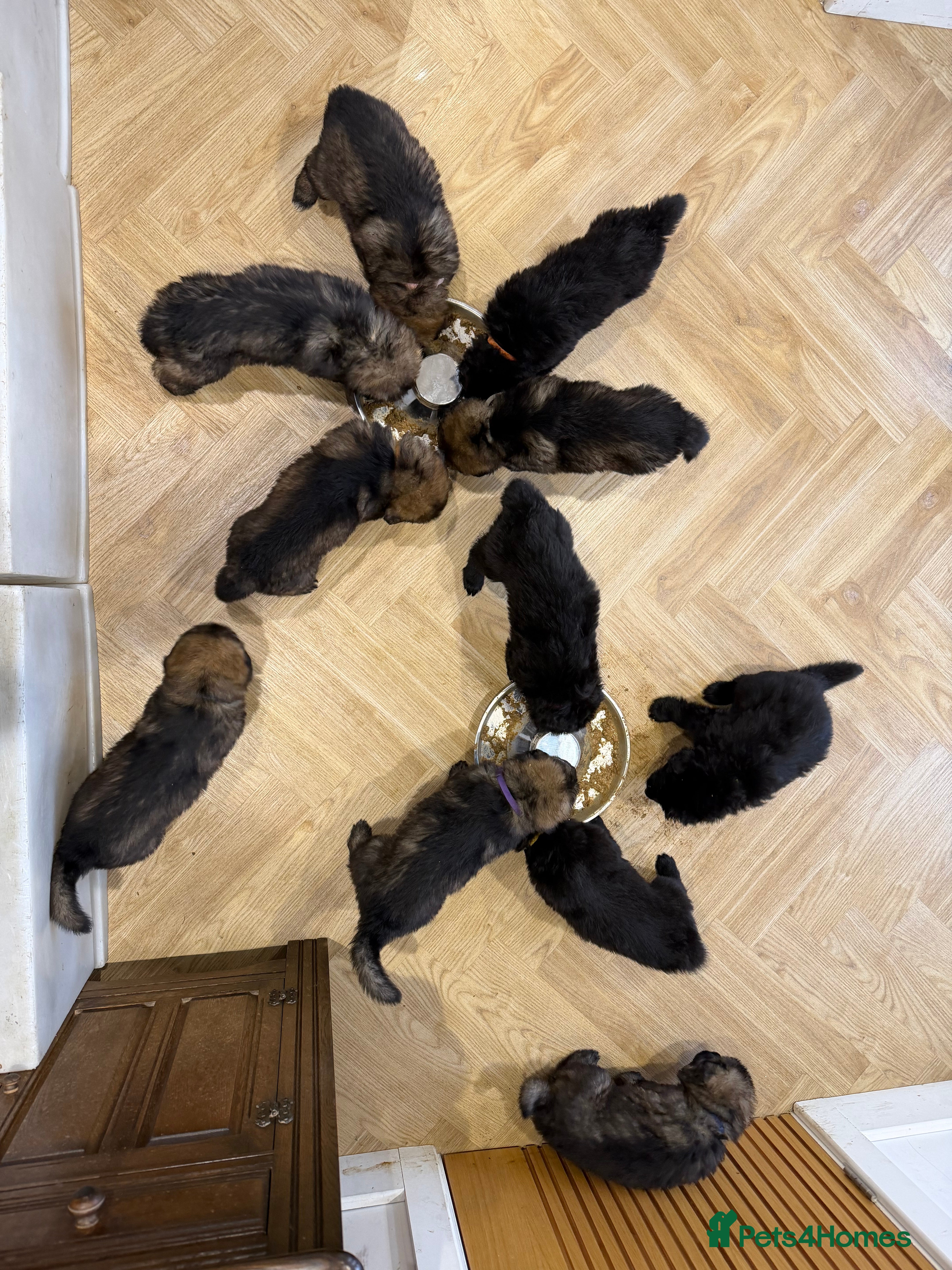 German Shepherd dogs KC HEALTH TEST LONG HAIRED GERMAN SHEPHERD PUPPIES - Advert 3