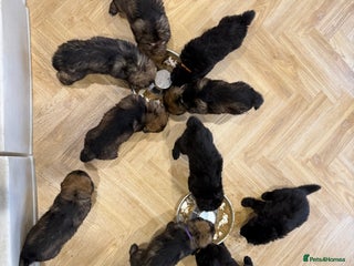 German Shepherd dogs KC HEALTH TEST LONG HAIRED GERMAN SHEPHERD PUPPIES - Advert 3