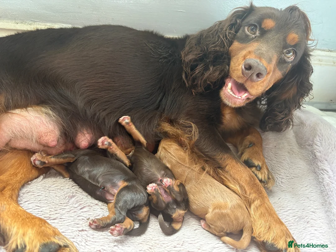 Cocker Spaniel dogs for sale: KC WORKING COCKER SPANIELS  - Advert 16
