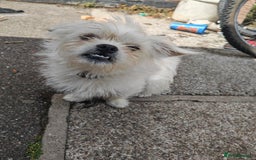 Mixed Breed dogs for sale: Maltipug for sale - Image 1