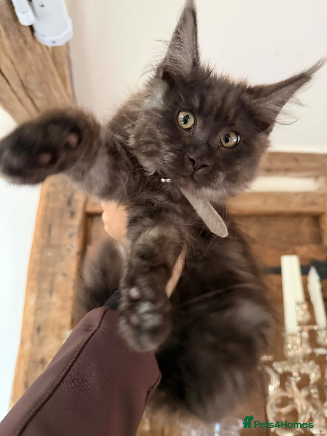 Maine Coon cats for sale: Stunning Black Smoke Boy Available Again - Advert 1