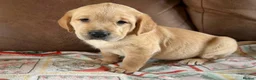 Labrador Retriever dogs for sale: Labrador X Golden retriever  - Advert 2