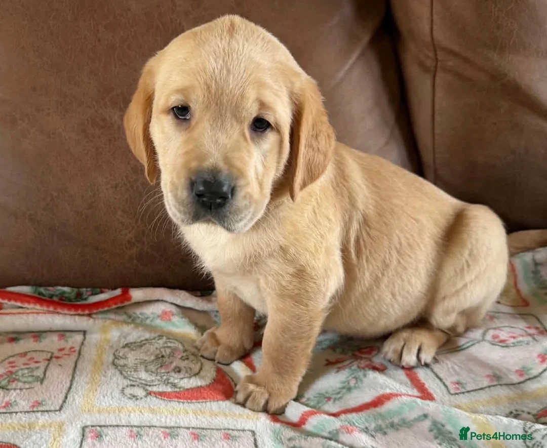Labrador Retriever dogs for sale: Labrador X Golden retriever  - Advert 2