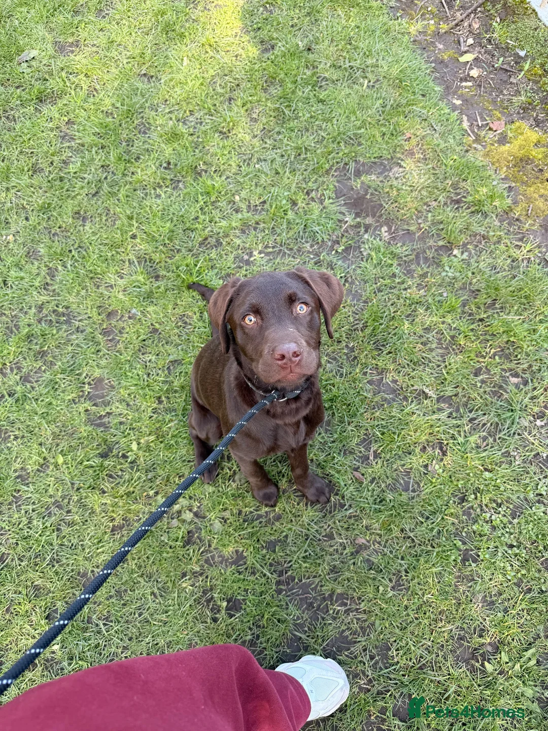 Labrador Retriever dogs for sale: Puppy Labrador for adoption in Manchester - Advert 2