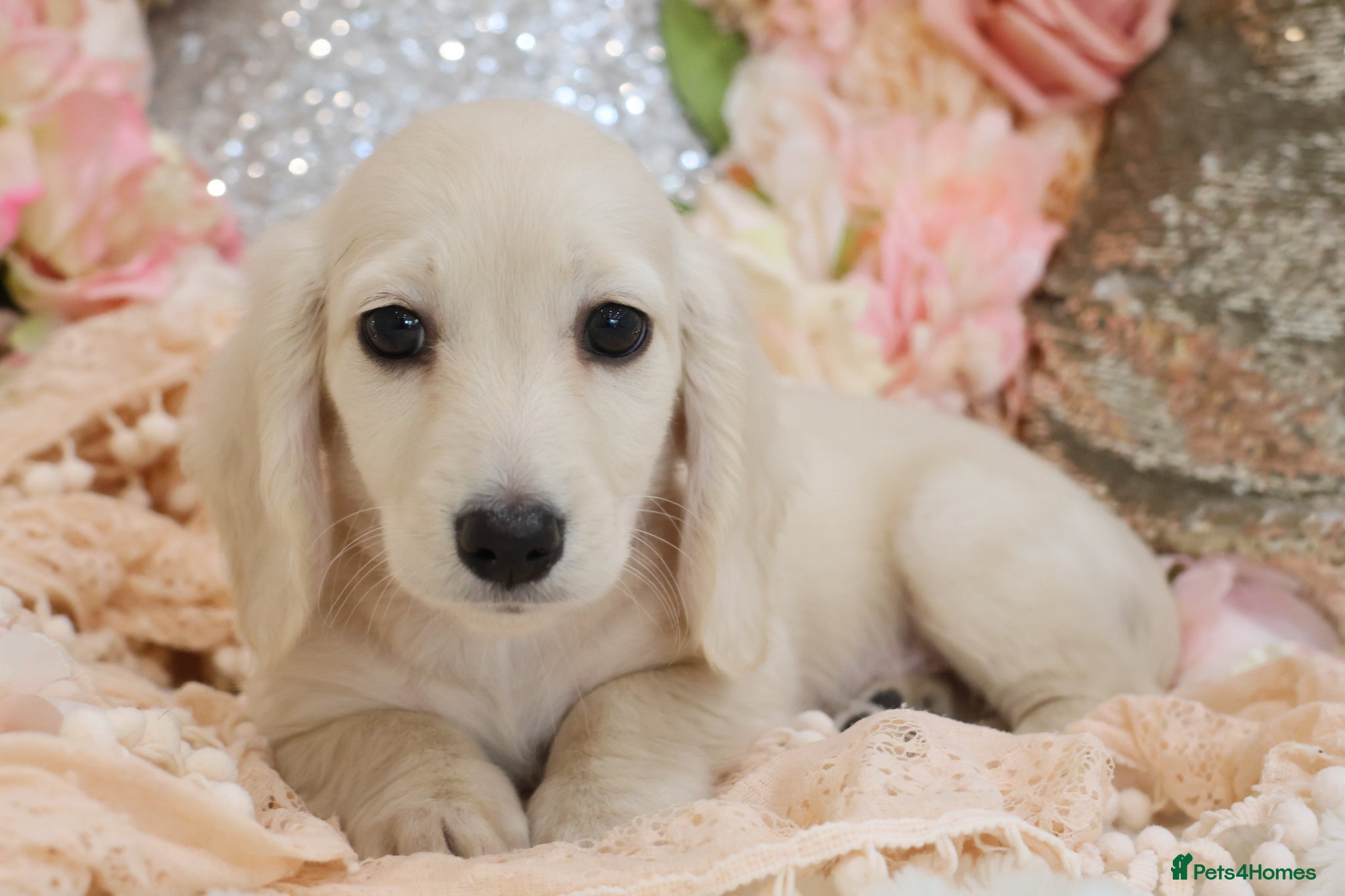 Miniature Dachshund dogs KC Cream Longhair Miniature Dachshund Puppies - Advert 15