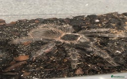Tarantulas invertebrates for sale: Pink salmon tarantulas  - Advert 2