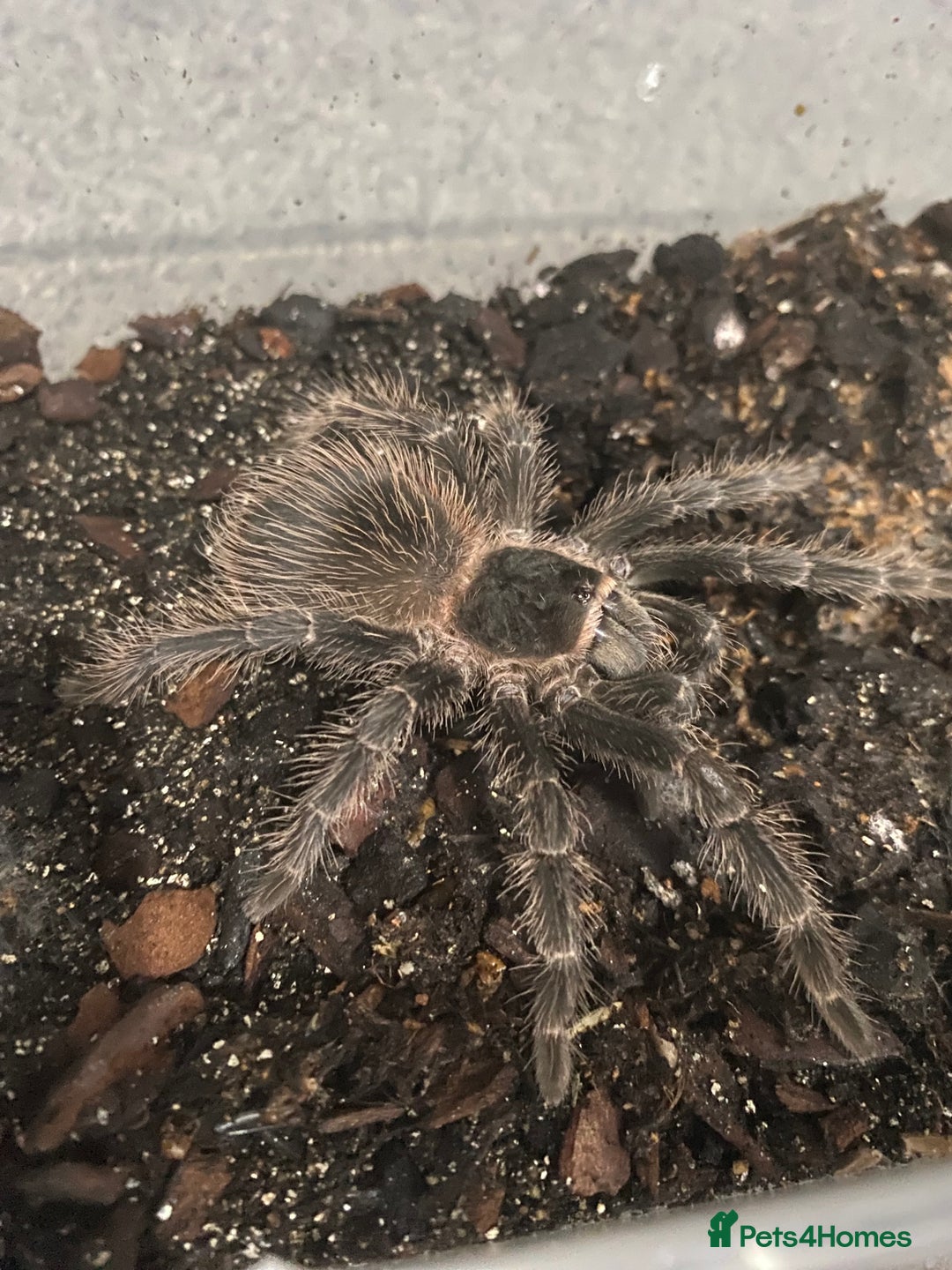 Tarantulas invertebrates for sale: Pink salmon tarantulas  - Advert 2