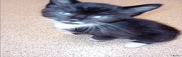 Mixed Breed cats for sale: Beautiful kittens - Advert 4