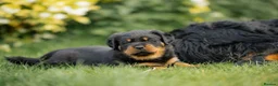 Rottweiler dogs for sale: Stunning Chunky Rotweillers from fantastic parents - Advert 6