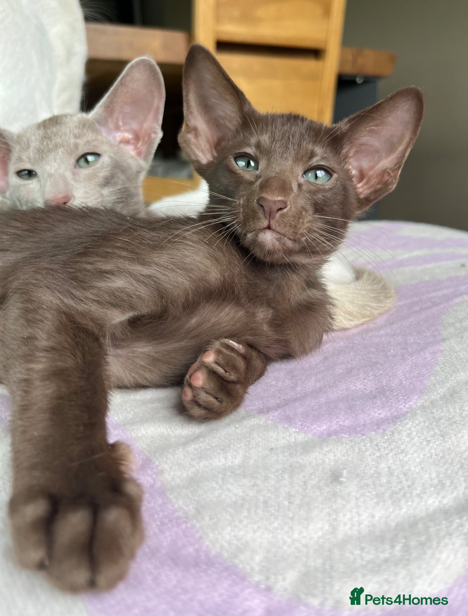 Oriental cats Supreme pedigree GCCF registered oriental kittens - Advert 15