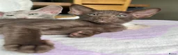 Oriental cats for sale: Supreme pedigree GCCF registered oriental kittens - Advert 11