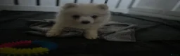 Pomsky dogs for sale: CLOUD Pomsky  - Advert 4