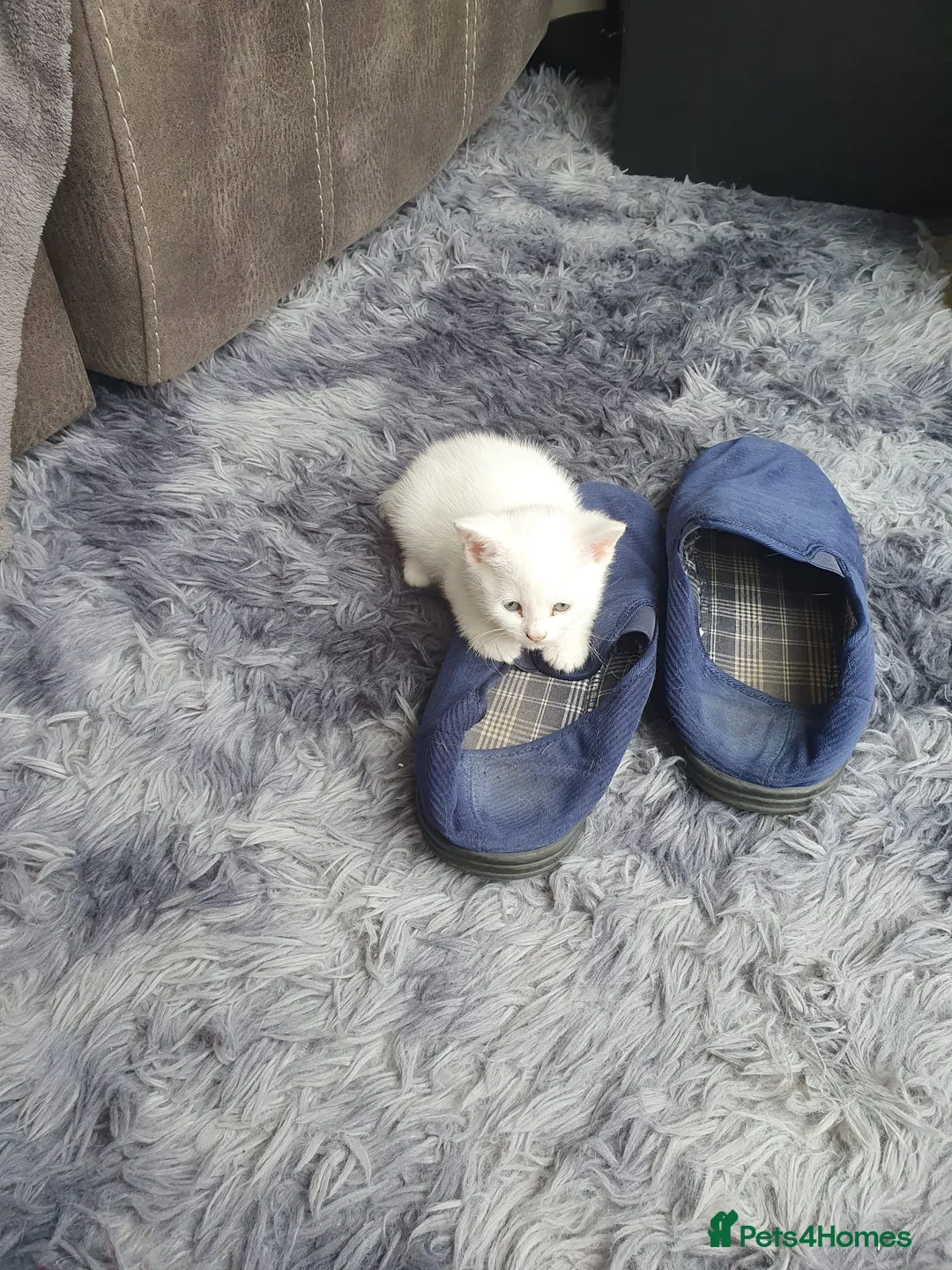 Mixed Breed cats for sale: Kittens.  - Advert 2