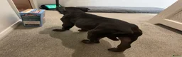 Cane Corso dogs for sale: Came Corso Puppy - Advert 5