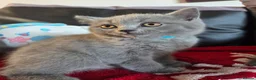 British Shorthair cats for sale: Beautiful British Shorthair kittens - Advert 21