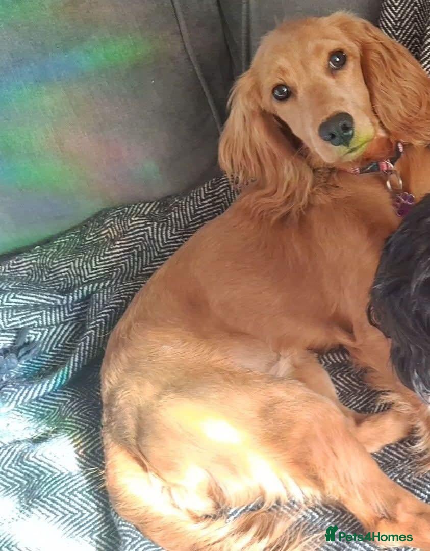 Cockapoo dogs 8 Month Old Puppy - Advert 14