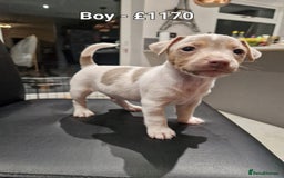 Jack Russell dogs for sale: Pure Jack russell puppies. Ultra-Rare colored.  - Advert 12