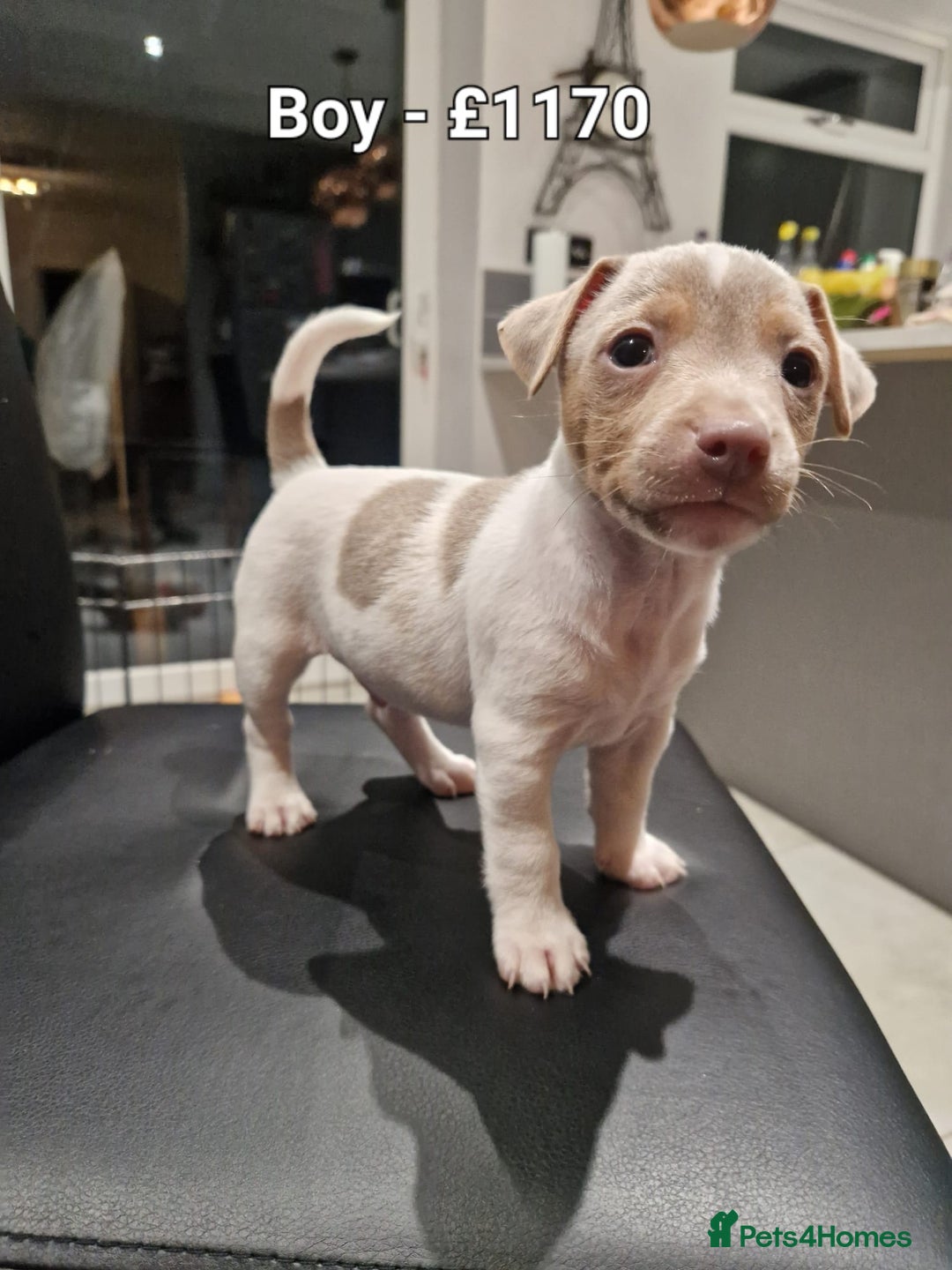 Jack Russell dogs for sale: Pure Jack russell puppies. Ultra-Rare colored.  - Advert 12