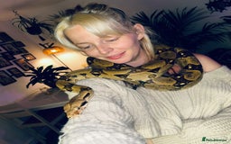 Boa Snake reptiles for sale: Six foot boa free  - Image 2