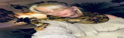 Boa Snake reptiles for sale: Six foot boa free  - Advert 2